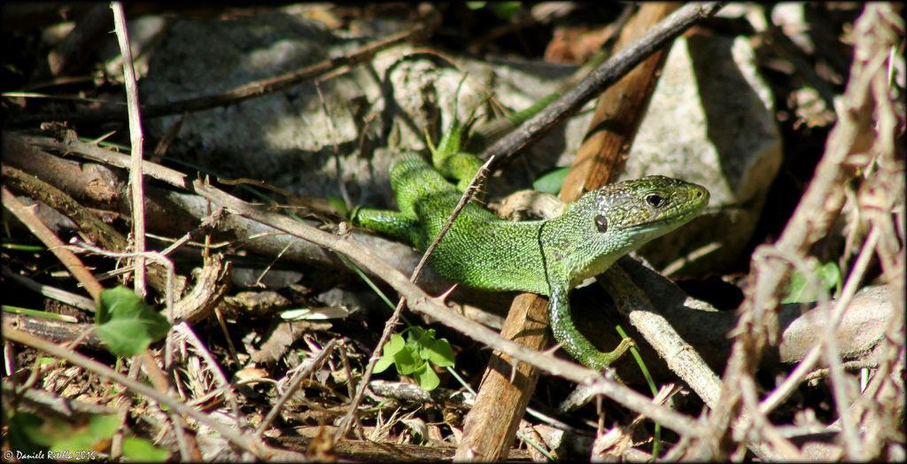 Lacerta bilineata, femmina adulta